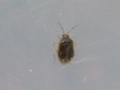 Monalocoris filicis