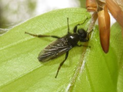 Bibio lanigerus