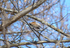 Turdus pilaris