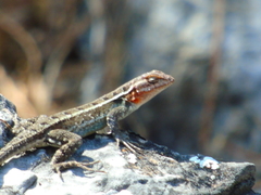 Sceloporus variabilis