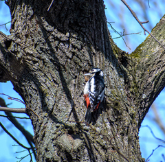Dendrocopos major
