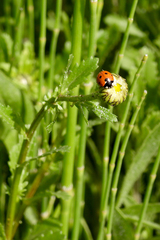 Coccinella septempunctata
