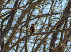 Coccothraustes coccothraustes