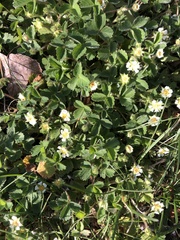 Potentilla sterilis