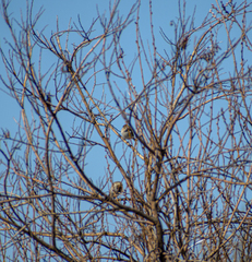 Emberiza schoeniclus