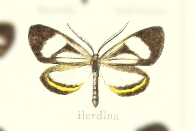 Dioptis ilerdina