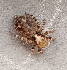Pseudeuophrys