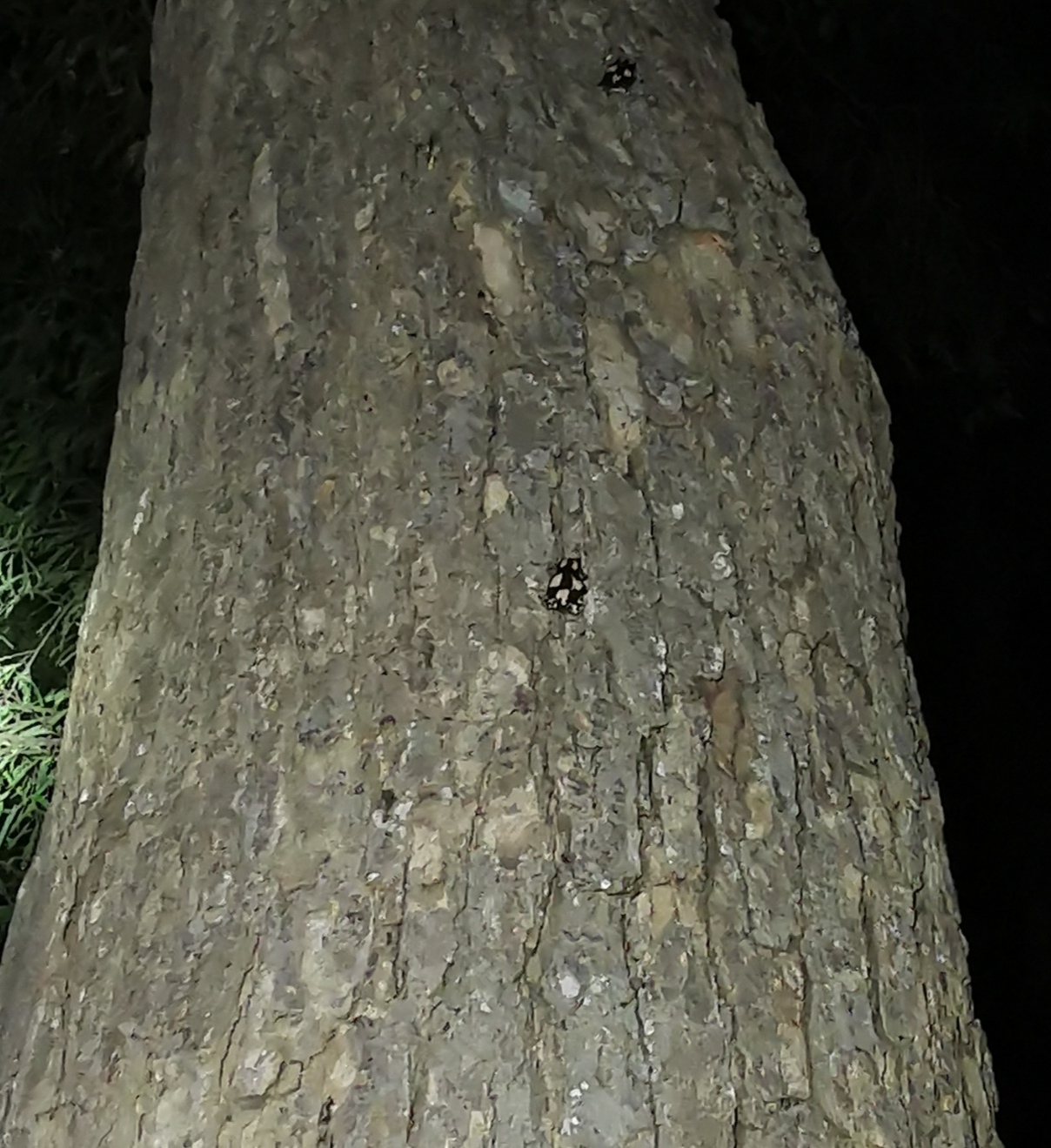 Phrynomantis bifasciatus (Smith, 1847)