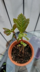 Platanaceae