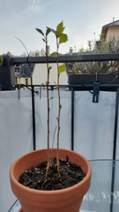 Platanaceae