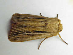 Leucania comma