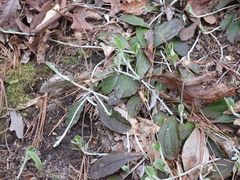Antennaria solitaria