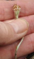 Antennaria solitaria