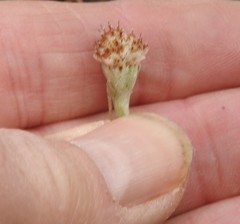 Antennaria solitaria