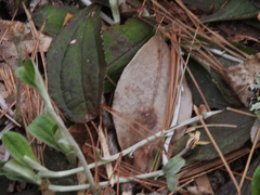 Antennaria solitaria