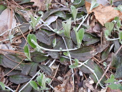 Antennaria solitaria