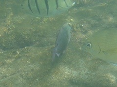 Acanthurus nigrofuscus