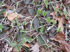 Antennaria solitaria