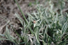 Psephellus trinervius