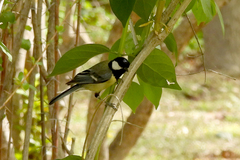 Parus major