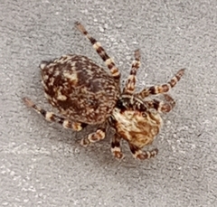 Pseudeuophrys