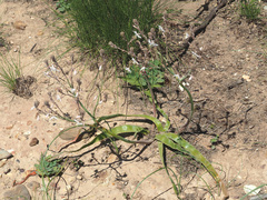 Trachyandra muricata