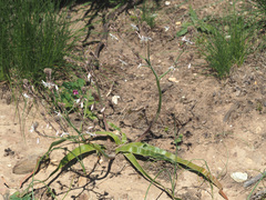 Trachyandra muricata