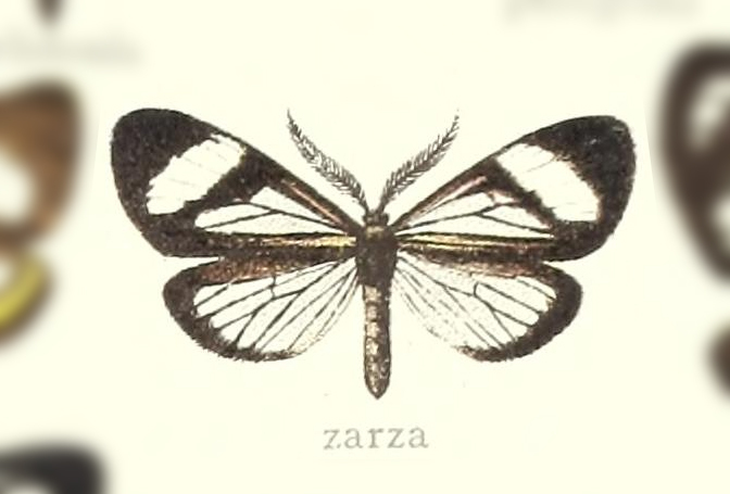Dioptis zarza
