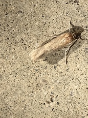 Lepidoptera