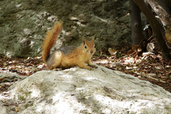 Sciurus anomalus