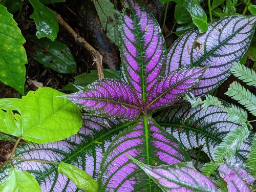 Strobilanthes auriculata