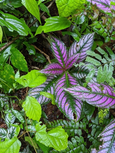 Strobilanthes auriculata
