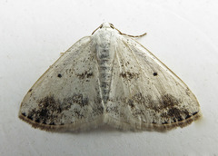 Lomographa temerata