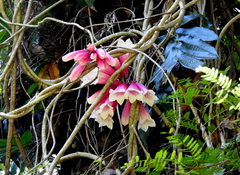 Tecomanthe dendrophila