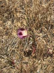 Clarkia speciosa polyantha