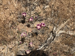 Clarkia speciosa polyantha