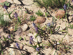 Lachenalia orchioides parviflora