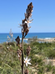 Asphodelus ramosus ramosus