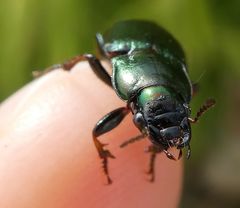 Harpalus