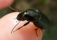 Harpalus