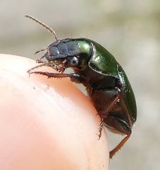 Harpalus