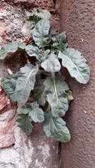 Hyoscyamus albus