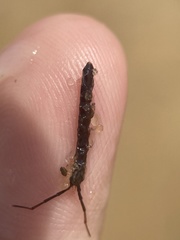 Erichsonella attenuata