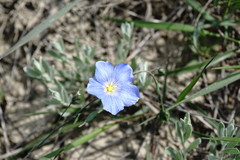 Linum squamulosum