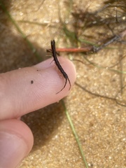 Erichsonella attenuata