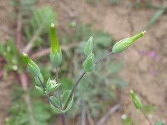 Cerastium perfoliatum