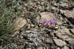 Astragalus subuliformis