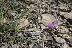 Astragalus subuliformis