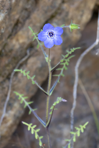 Pholistoma auritum (Lindl.) Lilja ex Lindl.