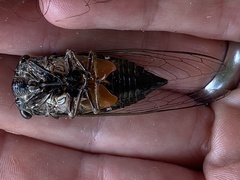 Cryptotympana gracilis